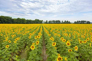 Images Dated 23rd May 2019: Sunflowers in field, Jasper County, Illinois