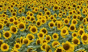 Images Dated 4th February 2015: Sunflowers in the flower farm, Furano, Hokkaido Prefecture, Japan