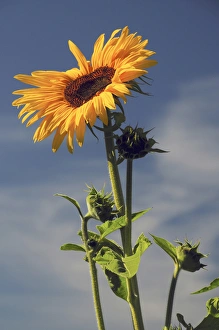 Grow Prints: Sunflowers, Hood River, Oregon, USA