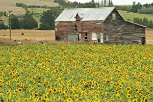 Images Dated 6th August 2015: Sunflowers and Old Barn, near Oamaru, North Otago, South Island, New Zealand