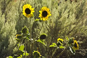 Mitchell Prints: sunflowers, Painted Hills, Mitchell, Oregon; USA