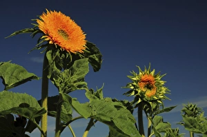 Images Dated 5th August 2012: Sunflowers, Sunflower Festival, Hood River, Oregon, USA