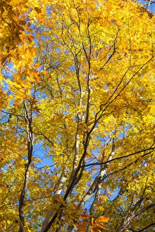 Images Dated 2nd July 2018: Sunlight filtering through colorful Fall foliage