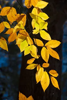 Sunlight filtering through colorful Fall foliage