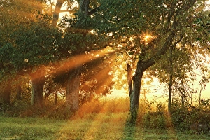 Images Dated 28th January 2024: Sunlight filtering through trees, Oldham County, Kentucky