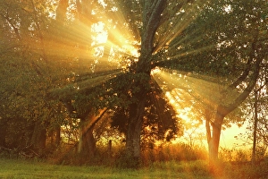 Images Dated 28th January 2024: Sunlight filtering through trees, Oldham County, Kentucky