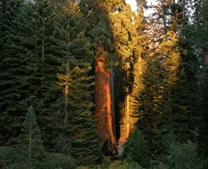 Images Dated 31st March 2005: last sunlight on Giant Sequoia trees in Grant Grove, Kings Canyon Nat l Park, CA