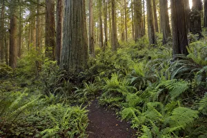 Hiking Trail Prints: Sunlight and pathway through ferns and redwood trees, Del Norte Coast Redwoods State Park