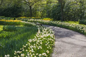 Sunlit path in daffodil garden
