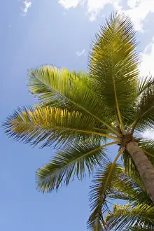 Fair Prints: Sunny skies as see through the fronds of a palm tree on Isla Verde beach in San Juan