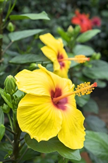 Center Prints: Sunny Wind, Hibiscus, USA