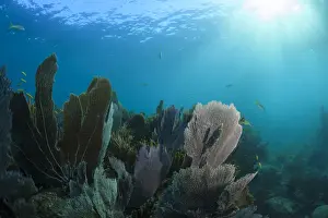 Snorkeling Prints: Sunrays shine through the blue waters to illuminate a small portion of Looe Key