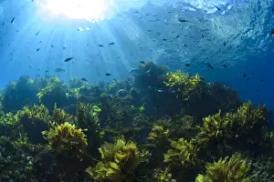 Wide Angle Prints: Sunrays shine on fish and kelp through clear water near Poor Knights Islands, North Island