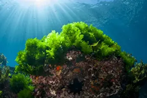 Kelp Prints: Sunrays shine on kelp through clear water near Poor Knights Islands, North Island