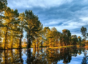Sunrays shine through trees at sunrise in Western Montana