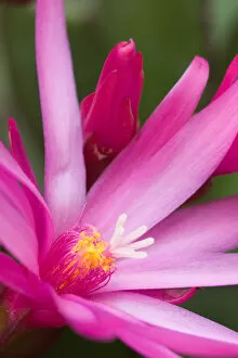 Images Dated 31st March 2006: Sunrise cactus flower, (Rhipsalidopsis gaertneri)