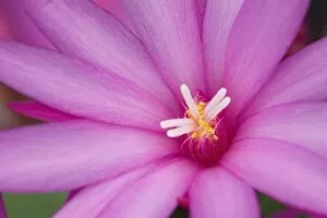 Images Dated 3rd April 2006: Sunrise cactus flower, (Rhipsalidopsis gaertneri)