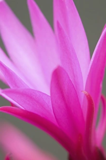 Images Dated 1st April 2006: Sunrise cactus flower, (Rhipsalidopsis gaertneri)