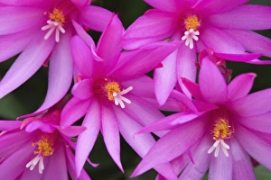 Images Dated 3rd April 2006: Sunrise cactus flowers, (Rhipsalidopsis gaertneri)
