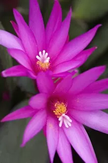 Images Dated 2nd April 2006: Sunrise cactus flowers, (Rhipsalidopsis gaertneri)