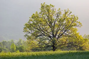 Prints of Sunrise in Cades Cove in spring, Great Smoky Mountains National Park, Tennessee Images Dated 2020 May: Sunrise in Cades Cove in spring, Great Smoky Mountains National Park, Tennessee