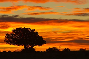 High Desert Prints: Sunrise, Cimarron, New Mexico, Hwy 64