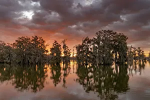 Images Dated 26th November 2021: Sunrise clouds over cypress trees at Lake Martin near Lafayette, Louisiana, USA