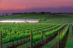 Agricultural Prints: Sunrise color in the distant fog behind vineyard surrounding a pond in Carnaros area of Napa Valley