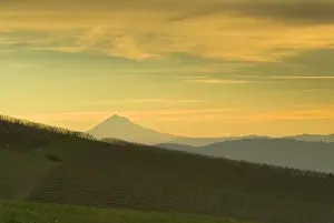 sunrise colored clouds over Mt. Hood and Erath Vineyard seen from Maresh vineyard