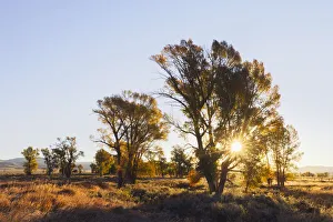 Backlit Prints: Sunrise through cottonwood trees, Grand Teton National Park, Wyoming