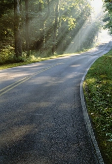 Roadway Prints: Sunrise through fog alongside Green River Ferry Road, Mammoth Cave National Park