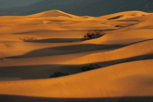 Images Dated 19th January 2012: Sunrise on the Mesquite Flat Sand Dunes; Stovepipe Wells; Death Valley National Park