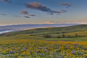 Sunrise and Mt. Hood Spingtime bloom with mass fields of Lupine, Arrow Leaf Balsalmroot