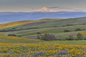 Images Dated 16th April 2016: Sunrise and Mt. Hood Spingtime bloom with mass fields of Lupine, Arrow Leaf Balsalmroot
