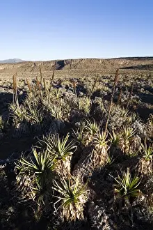 Plateau Prints: Sunrise near Keyrensa at the Escarpment of the Sanetti Plateau with withered stands