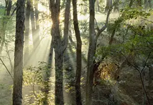 Brilliant Prints: Sunrise through oak and hickory forest