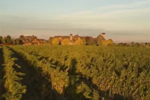 Vine Yard Prints: Sunrise overlooking one of the vineyards of Basel Cellars Estate Winery in Walla Walla Washington