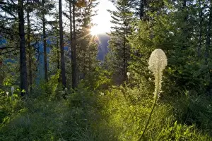 Whitefish Range Prints: Sunrise peeks over the Whitefish Range and onto beargrass bloom near Whitefish Montana