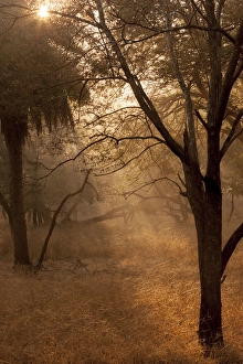 Skies Prints: Sunrise. Ranthambore National Park, Sawai Madhopur. Rajasthan. India