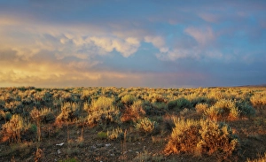 Sage Brush Prints: Sunrise over the sage brush landscape of Colorado's sand Wash Basin