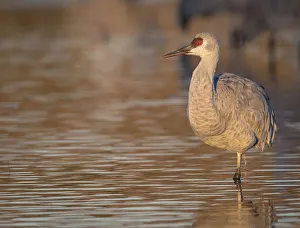 Images Dated 18th November 2015: Sunrise, Sandhill cranes, Grus canadensis, Bosque del Apache National Wildlife Refuge