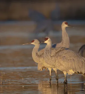 Sunrise, Sandhill cranes, Grus canadensis, Bosque del Apache National Wildlife Refuge