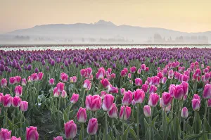 Images Dated 15th March 2019: Sunrise over the Skagit Valley Tulip Fields, Washington State