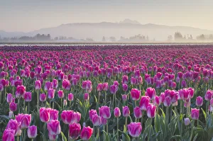 Images Dated 15th March 2019: Sunrise over the Skagit Valley Tulip Fields, Washington State
