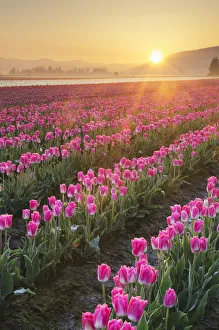 Images Dated 15th March 2019: Sunrise over the Skagit Valley Tulip Fields, Washington State