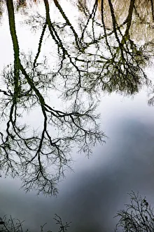 Oak Tree Prints: Sunrise Springs, Santa Fe, New Mexico, USA. Tree and water reflection