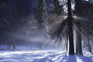 Christopher Bettencourt Prints: Sunrise streams through pine branches on a cold winter morning, Yosemite Valley