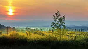 Images Dated 18th August 2022: Sunrise over the vineyards of Tuscany. Tuscany, Italy
