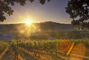 Images Dated 12th July 2010: Sunrise over Weisingers Vineyard, Ashland, South Oregon, USA, North America