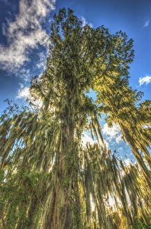 Prints of The sun's rays are absorbed by Cypress trees in flooded Florida swamps, its branches draped with Spanish moss Images Dated 2024 November: The sun's rays are absorbed by Cypress trees in flooded Florida swamps